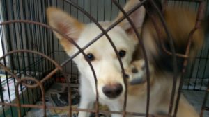 保護犬を引き取りたい 愛犬を我が家に迎えるまでの全記録と迎えてからの日々 わたにっき