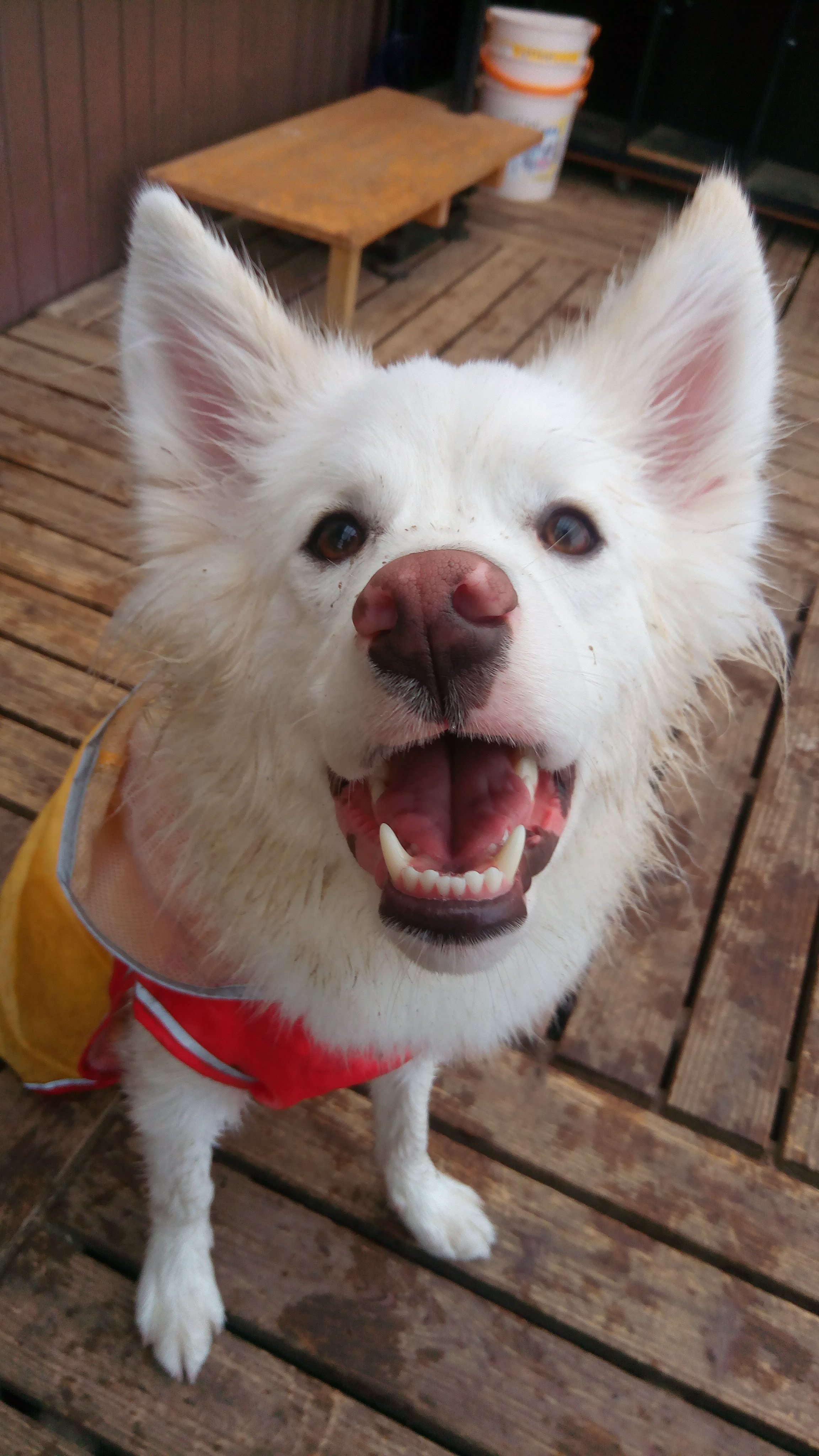 中型犬 大型犬可の賃貸物件の探し方は おすすめサービス紹介 わたにっき